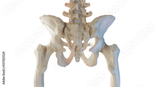 3d rendered medical illustration of the posterior skeletal anatomy of the hip