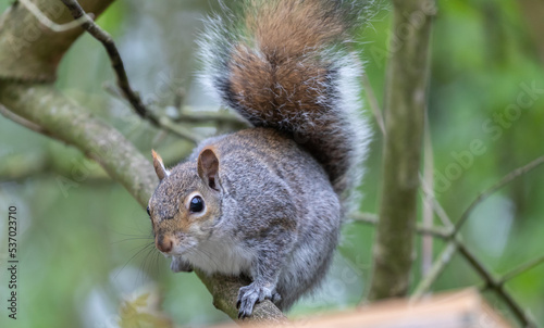 Grey Squirrel