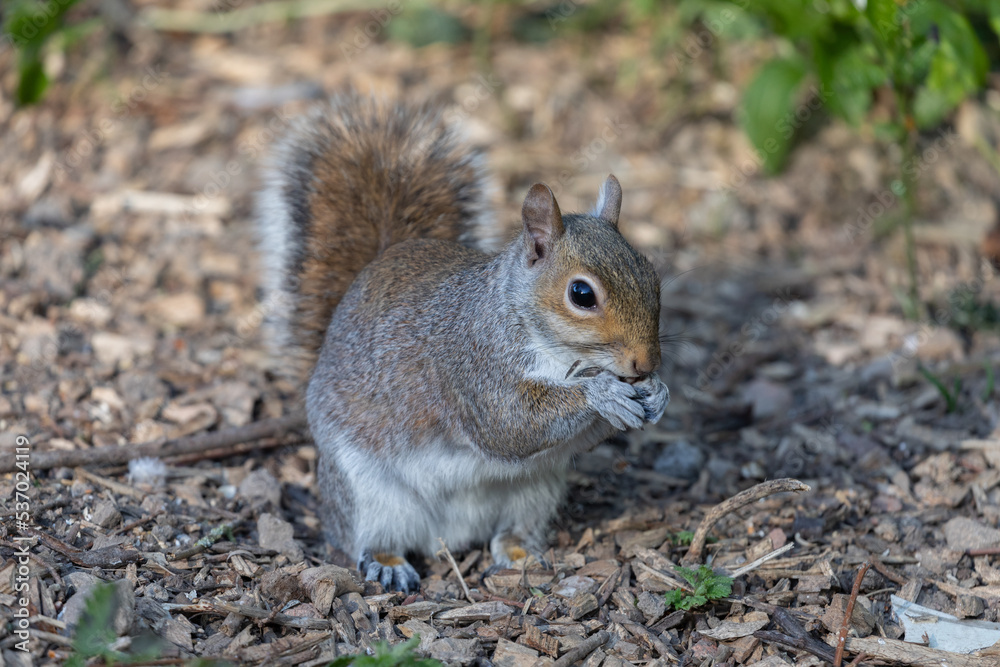 Squirrel Squirrel