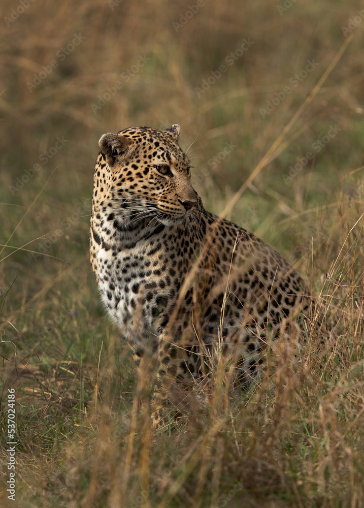 Closeup of a leopard, Masai Mara. Closeup of a leopard, Masai Mara.
