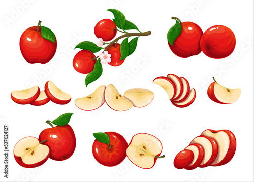 Red apple set vector illustration. Cartoon isolated whole delicious juicy fruit and cut into portion slices, half and quarter pieces, tree branch with organic fruity apples, flowers and green leaves