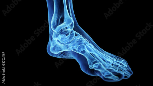 3d rendered medical illustration of the skeletal anatomy of the foot © Sebastian Kaulitzki