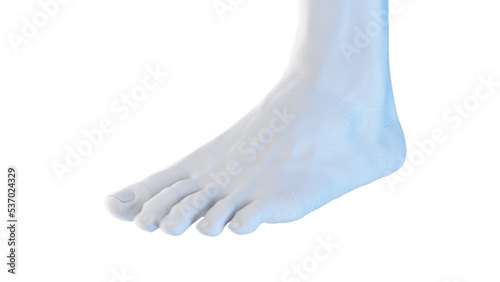 3d rendered medical illustration of a male foot