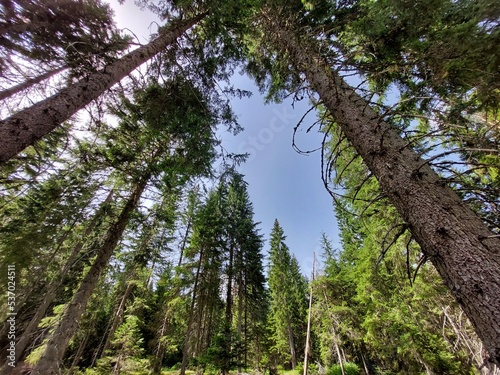 Low angle shot of ancient trees and sky photo