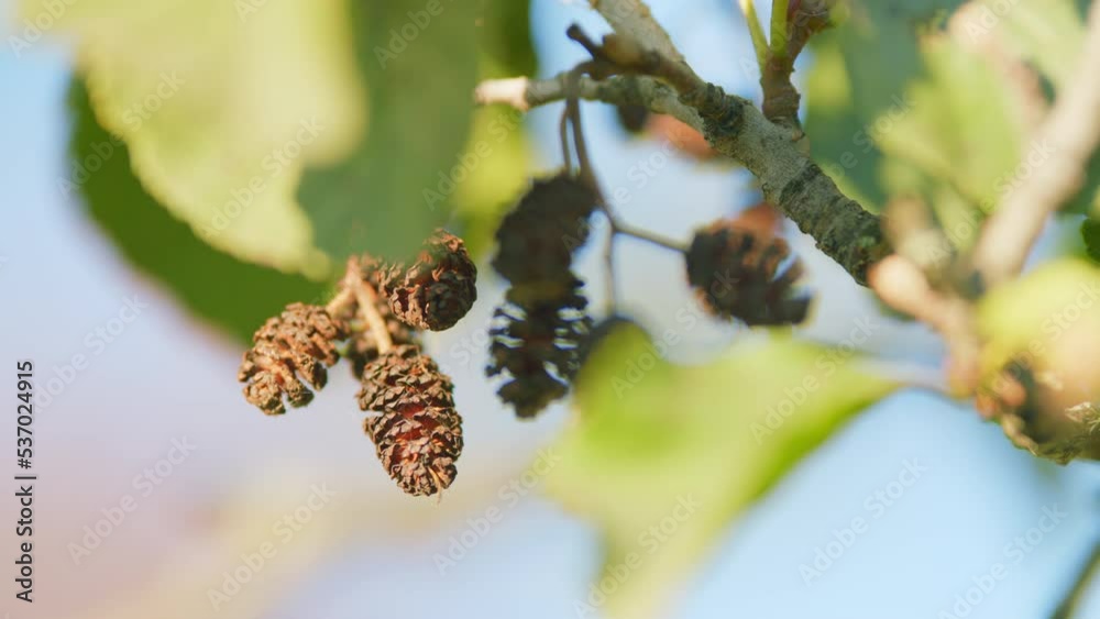 Alder is most abundant hardwood in pacific northwest region. Alder is a