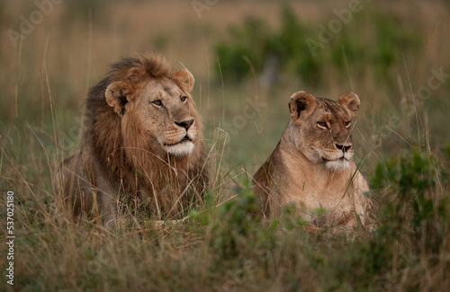 Portrait of a Lion and lioness in the morning hours at Masai Mara, Kenya