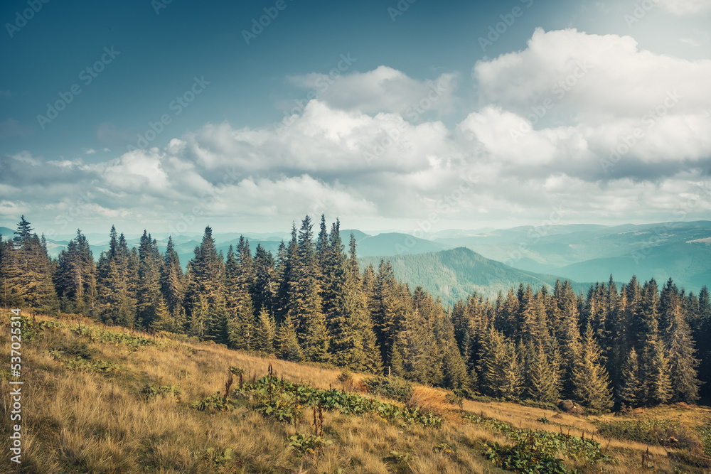 Beautiful autumn forest landscape. Pine trees and yellow grass meadow against blue cloudy sky. Awesome alpine highlands in sunny day. Stunning nature background. Travel, adventure, concept image.