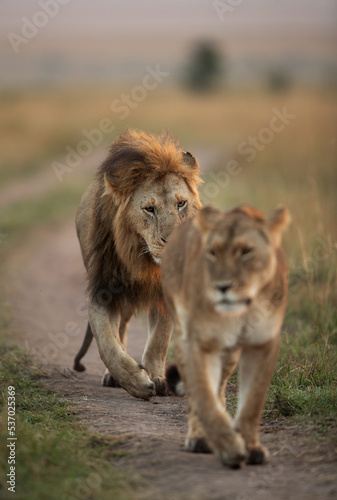 A Lion following a lioness during morning hours in Savanah  Masai Mara  Kenya