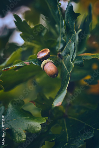 Brown Acorns hanging in Oak Tree. High quality photo