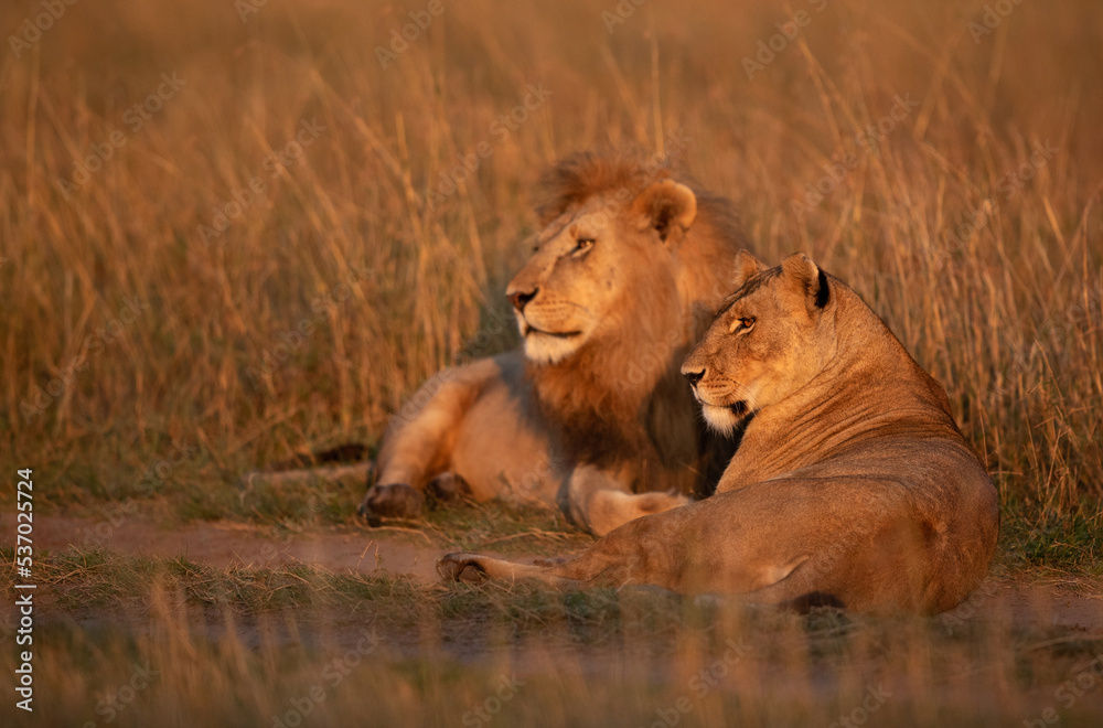 Obraz premium Portrait of a Lion and lioness in the morning hours at Masai Mara, Kenya