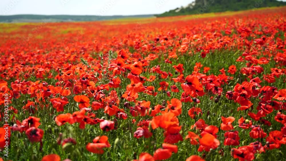 Slow motion. Field of wild poppies, beautiful summer rural landscape. Fresh green meadow with bright red flowers, sunny day. Slow motion. Field of wild poppies, beautiful summer rural landscape. Fresh green meadow with bright red flowers, sunny day.