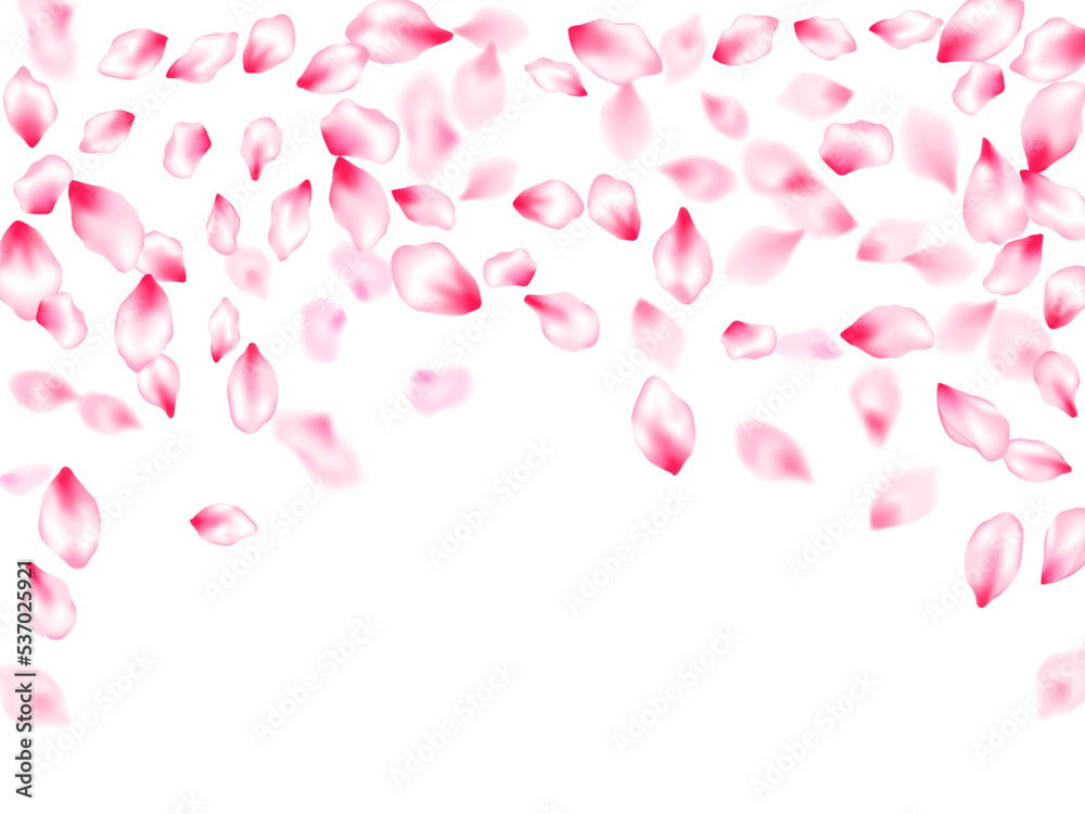 Pink cherry blossom petals isolated Pink cherry blossom petals isolated