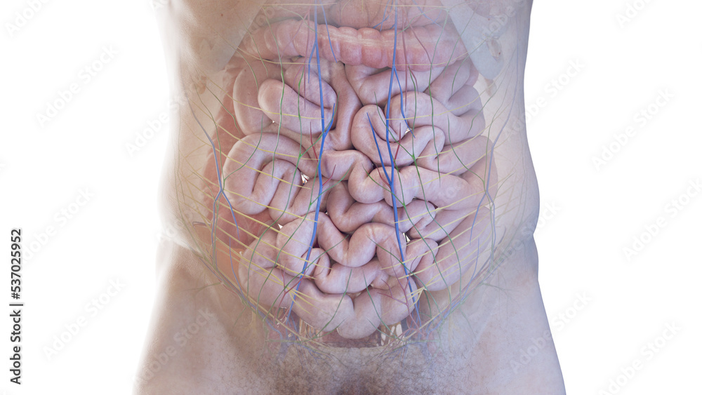 3d rendered medical illustration of the abdominal organs 3d rendered medical illustration of the abdominal organs