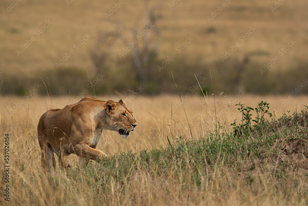 A lioness climbing a mound, Masai Mara, Kenya A lioness climbing a mound, Masai Mara, Kenya