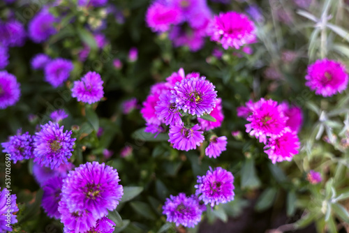 Forest asters in the flowerbed. Pink flower with petals. The yellow center of the flower. © Aleksandra