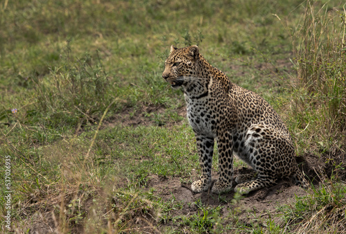 Portrait of a leopard  Masai Mara  Kenya