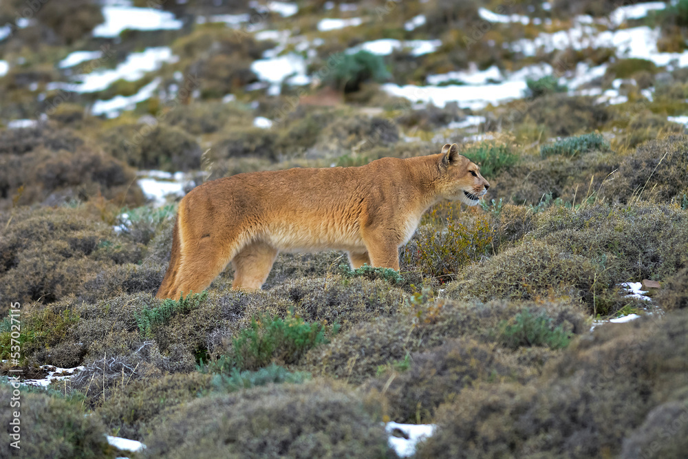 Puma walking in mountain environment, Torres del Paine National Park, Patagonia, Chile. Puma walking in mountain environment, Torres del Paine National Park, Patagonia, Chile.