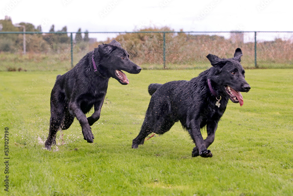 Twee shepradors rennen door de regen Twee shepradors rennen door de regen