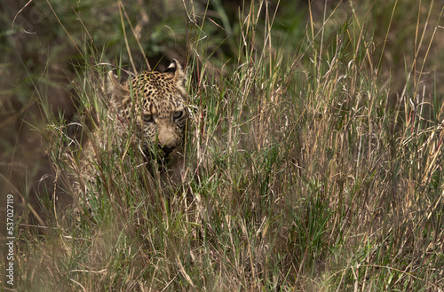 Leopard inside tall grasses  Masai Mara  Kenya
