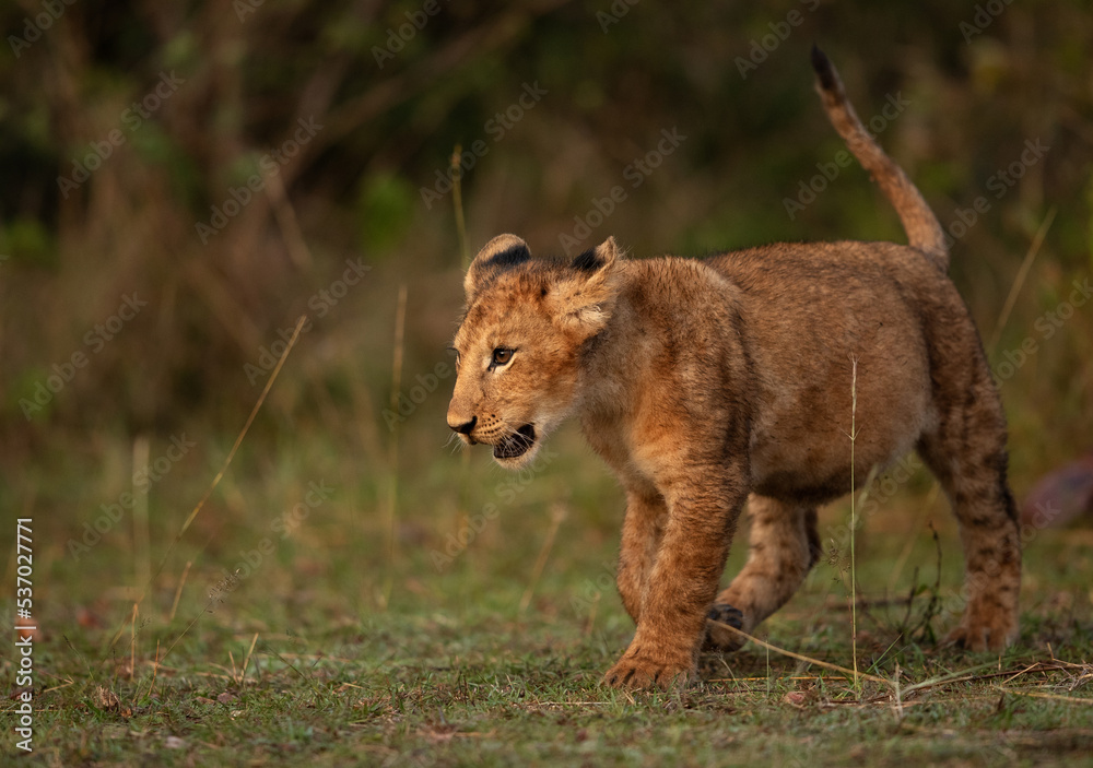 Obraz premium Closeup of a Lion cub in the golden light, Masai Mara, Kenya