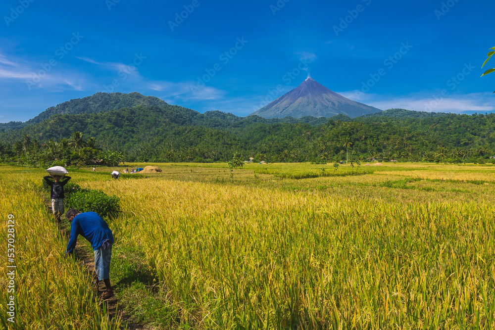 Malilipot, Albay, Philippines Oct 2022 Farmers work on a rice field