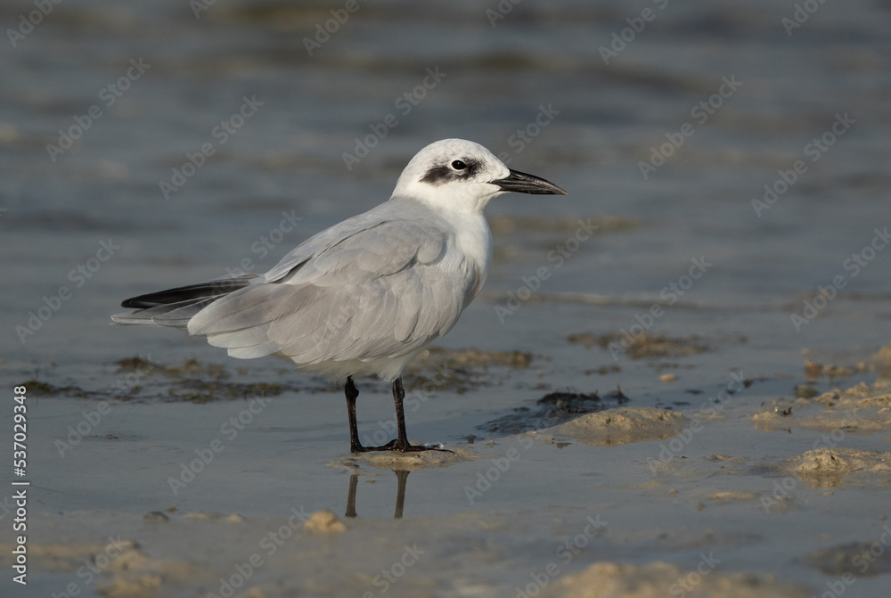 Gull-billed tern at Busaiteen coast, Bahrain Gull-billed tern at Busaiteen coast, Bahrain