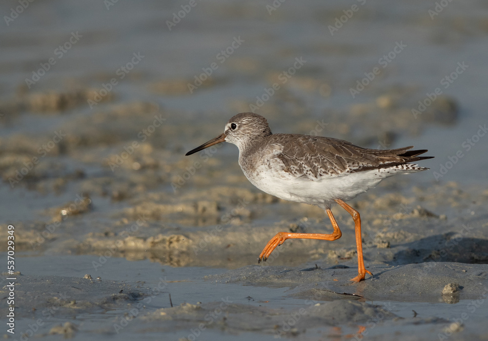 Redshank running at Busiateen coast, Bahrain Redshank running at Busiateen coast, Bahrain
