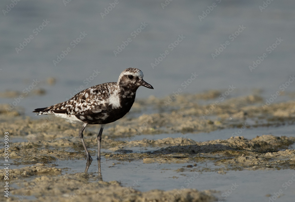 Grey plover at Busaiteen coast of Bahrain