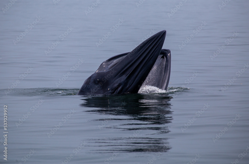 Obraz premium Bryde's whale up over the sea for eating small fish and have many seagull flying over.