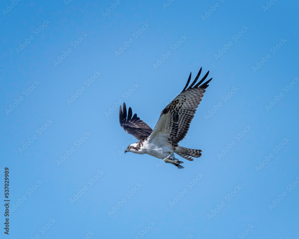 An Osprey (Pandion haliaetus ) catches a fish at the Sepulveda Basin Wildlife Reserve in Van Nuys, CA. An Osprey (Pandion haliaetus ) catches a fish at the Sepulveda Basin Wildlife Reserve in Van Nuys, CA.