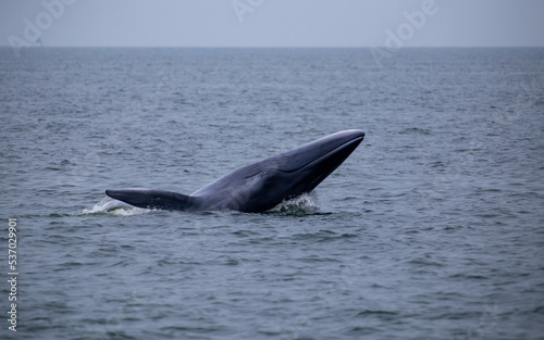 Bryde's whale up over the sea for eating small fish and have many seagull flying over. © Petch A Ratana