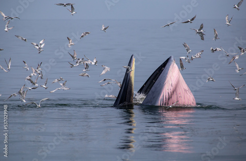 Bryde's whale up over the sea for eating small fish and have many seagull flying over.