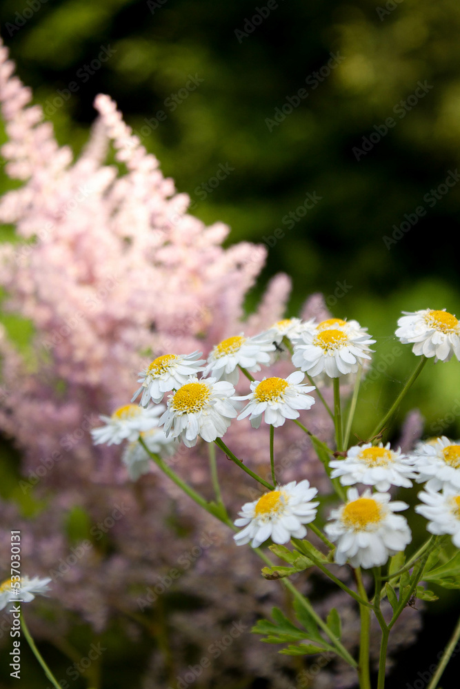 daisies in a field daisies in a field
