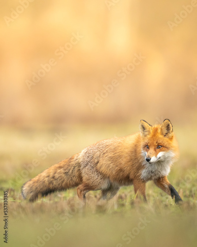 Fox Vulpes vulpes in autumn scenery, Poland Europe, animal walking among winter meadow in orange background 