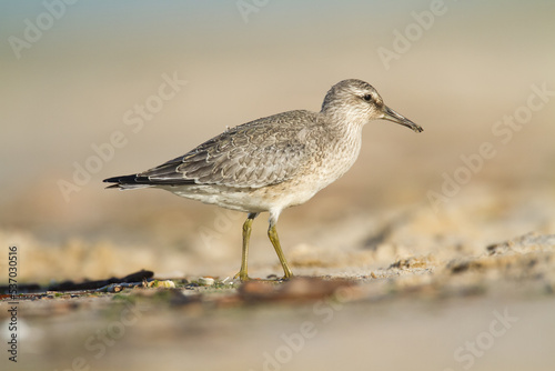 Shorebird - juvenile Calidris canutus, Red Knot on the Baltic Sea shore, migratory bird Poland Europe