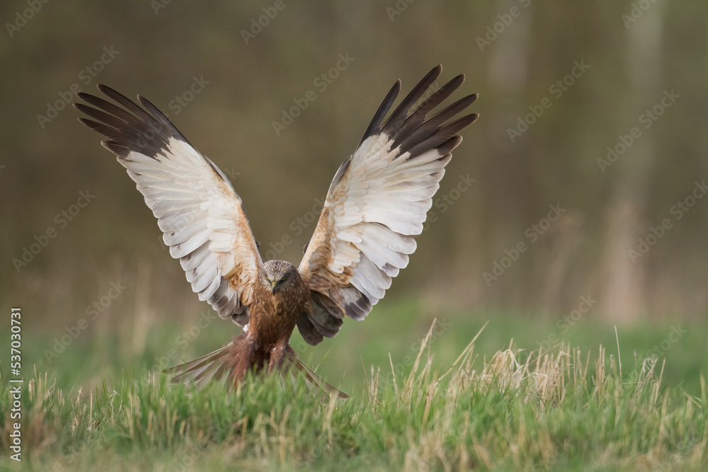 Flying Birds of prey Marsh harrier Circus aeruginosus, hunting time Poland Europe Flying Birds of prey Marsh harrier Circus aeruginosus, hunting time Poland Europe