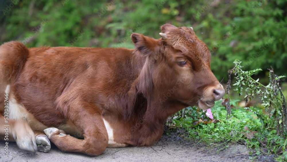 The calf lies on the lawn and eats grass, close-up. Animals in nature. Baby cow The calf lies on the lawn and eats grass, close-up. Animals in nature. Baby cow