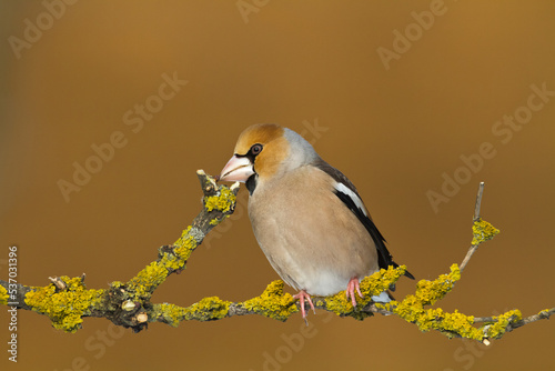 Leinwand Poster Hawfinch Coccothraustes coccothraustes amazing bird perched on tree orange green