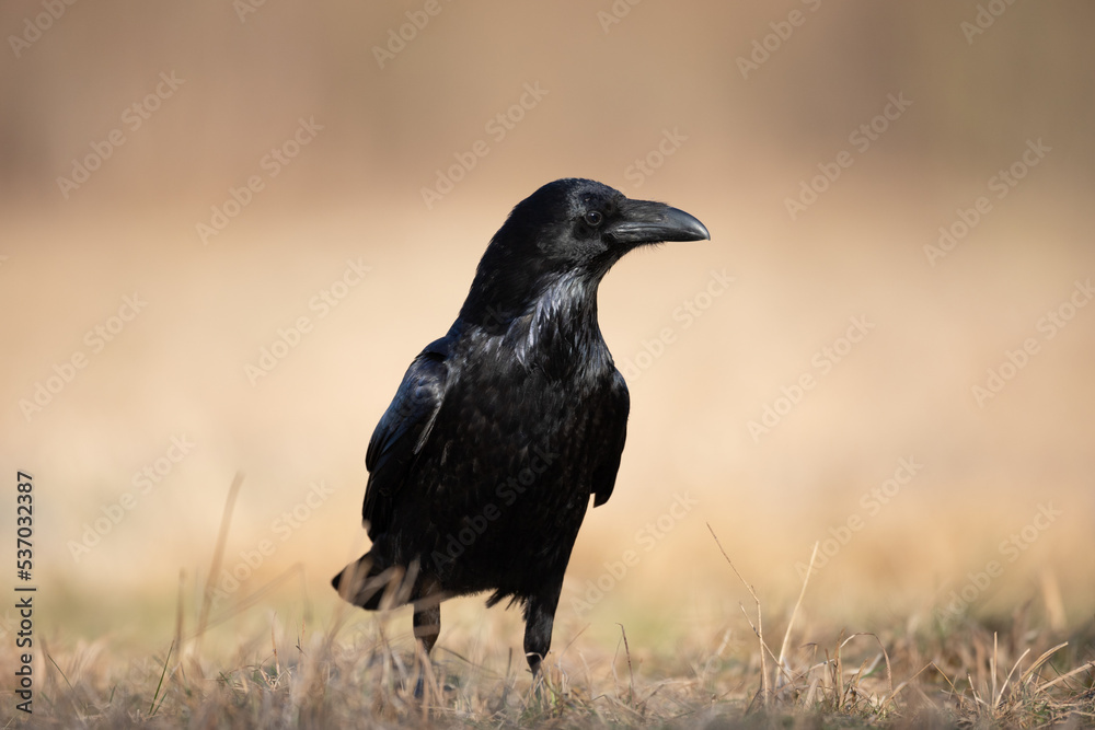beautiful raven Corvus corax sitting on the ground bird North Poland Europe beautiful raven Corvus corax sitting on the ground bird North Poland Europe
