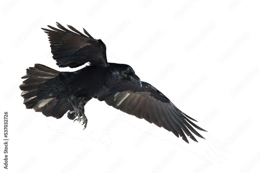 Naklejka premium Bird flying raven isolated on white background Corvus corax. Halloween