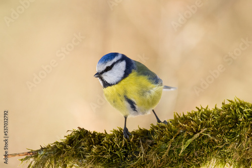 Bird - Blue Tit ( Cyanistes caeruleus ) perched on tree winter time small bird on blurred background