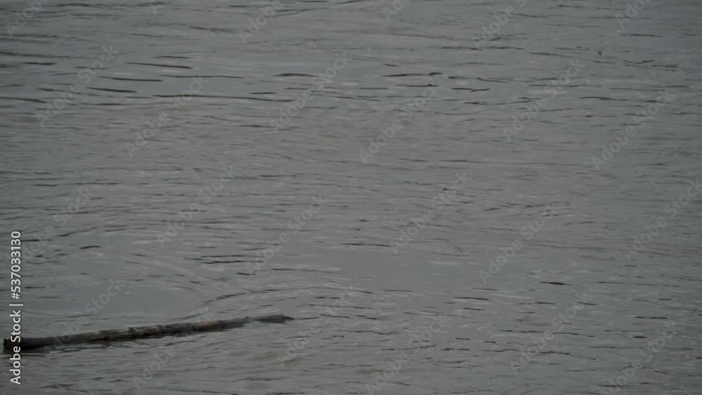 Piece Of Driftwood Floating On The River In The Amazon Rainforest Of Ecuador. Medium Shot Piece Of Driftwood Floating On The River In The Amazon Rainforest Of Ecuador. Medium Shot