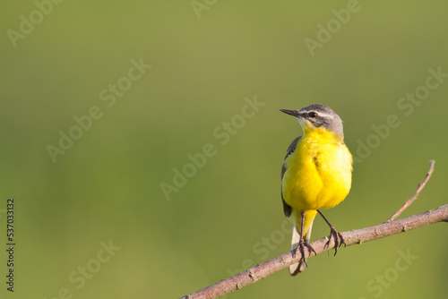 Small bird Yellow Wagtail sitting on tree male Motacilla flava