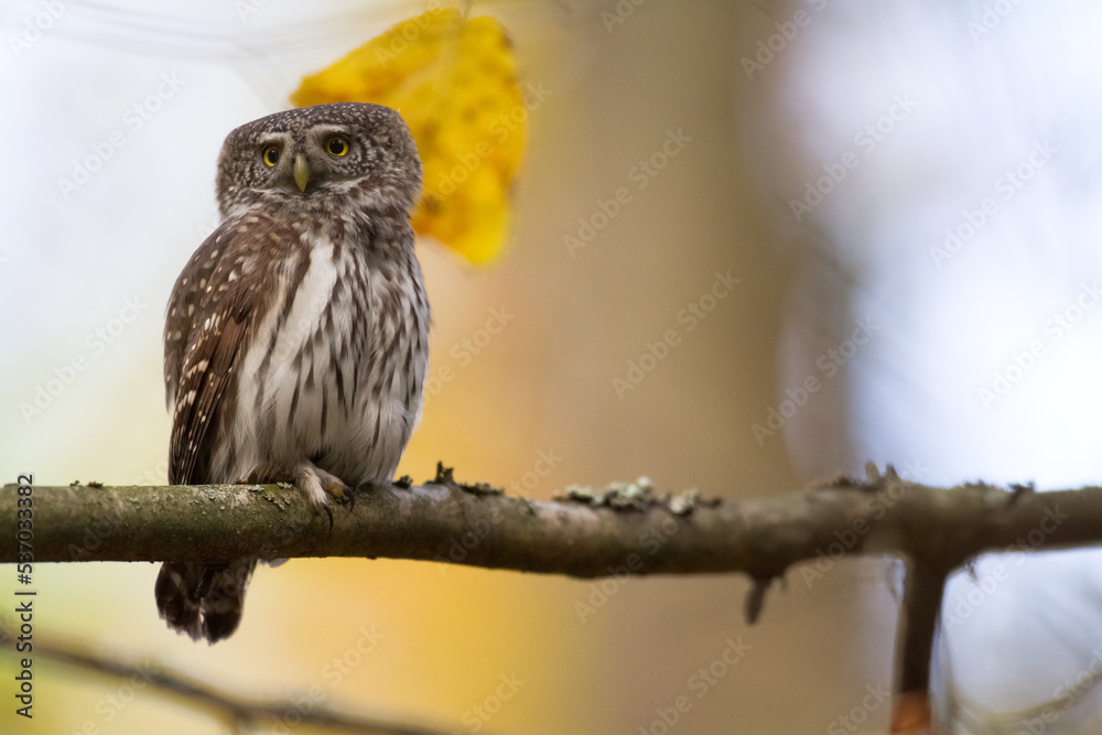 Pygmy owl Glaucidium passerinum little owl natural dark forest north parts of Poland Europe Pygmy owl Glaucidium passerinum little owl natural dark forest north parts of Poland Europe