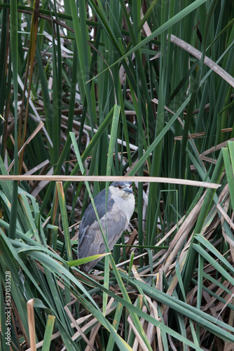 Pantanos de Villa Lima Peru Bird watching sightseing wetland swamp hobbie