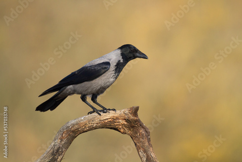 Bird Hooded Crow Corvus corone bird sitting on branch