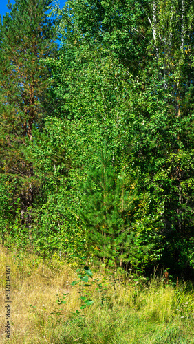 Young green pine tree in a summer forest on a sunny day. Vertical image
