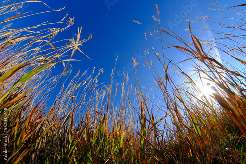 Weeds Reaching Up Towards a Blue Sky with Sun Sunstar