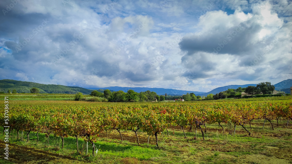 vue sur des vignes dans la ville de Vaison-la-Romaine dans le Vaucluse