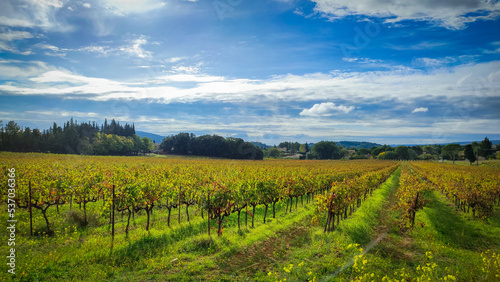 vue sur des vignes dans la ville de Vaison-la-Romaine dans le Vaucluse